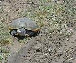 Click image for larger version. 

Name:	trailride.jpg 
Views:	494 
Size:	61.1 KB 
ID:	9361