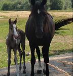 Click image for larger version. 

Name:	mom colt.jpg 
Views:	634 
Size:	94.4 KB 
ID:	9526