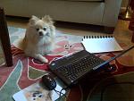 Click image for larger version. 

Name:	Teddy Working From Home.jpg 
Views:	231 
Size:	55.9 KB 
ID:	12844