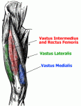 Click image for larger version. 

Name:	quadriceps-anatomy.gif 
Views:	2231 
Size:	20.9 KB 
ID:	6336