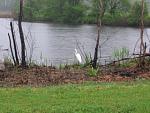 Click image for larger version.
Name: Tiny egret.jpg
Views: 343
Size: 71.2 KB
ID: 5868
