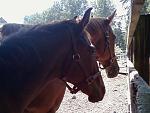 Click image for larger version.
Name: cs_foal3.jpg
Views: 357
Size: 72.9 KB
ID: 9950