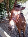 Click image for larger version.
Name: cs_foal2.jpg
Views: 356
Size: 108.5 KB
ID: 9951