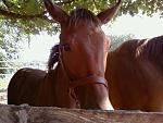 Click image for larger version.
Name: cs_foal1.jpg
Views: 348
Size: 79.8 KB
ID: 9952