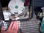 Click image for larger version. 

Name:	rattie boys 007.jpg 
Views:	109 
Size:	75.5 KB 
ID:	13847