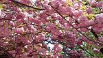 Click image for larger version.
Name: pinktree2.jpg
Views: 214
Size: 98.4 KB
ID: 18207
