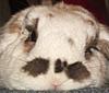 RoadBunner's Avatar