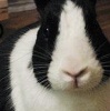 bunny_ninja's Avatar