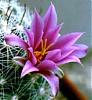 Cactus Flower's Avatar